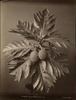 3801-Thumbnail Image.jpg