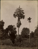 3809-Thumbnail Image.jpg