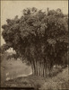 3827-Thumbnail Image.jpg