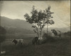 3866-Thumbnail Image.jpg