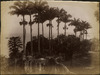 4243-Thumbnail Image.jpg